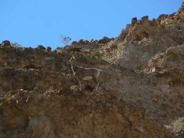 wBC-2012-day1-10 Bighorn.jpg (257267 bytes)